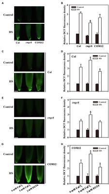 Cyclic Nucleotide-Gated Ion Channel 6 Mediates Thermotolerance in Arabidopsis Seedlings by Regulating Hydrogen Peroxide Production via Cytosolic Calcium Ions